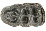 Gomphotherium (Mastodon Relative) Molar - Georgia #74437-5